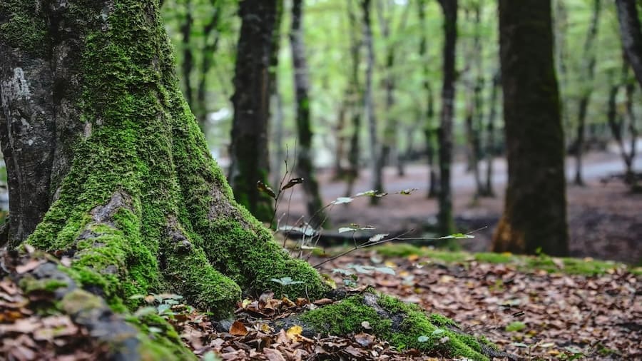 Erdung - der Boden trägt